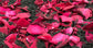 #5432 玫瑰紅茶 Rose black tea (舞間茶心) 3g*10入 , 250 pcs/cs